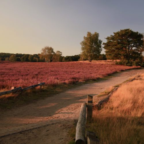 das Bild zeigt die Westruper Heide in Haltern am See