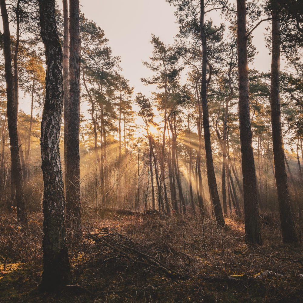 Das Foto zeigt das Wandergebiet Haard